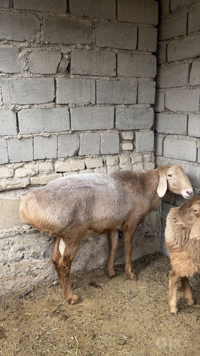Кучкор Арашан Сотилади