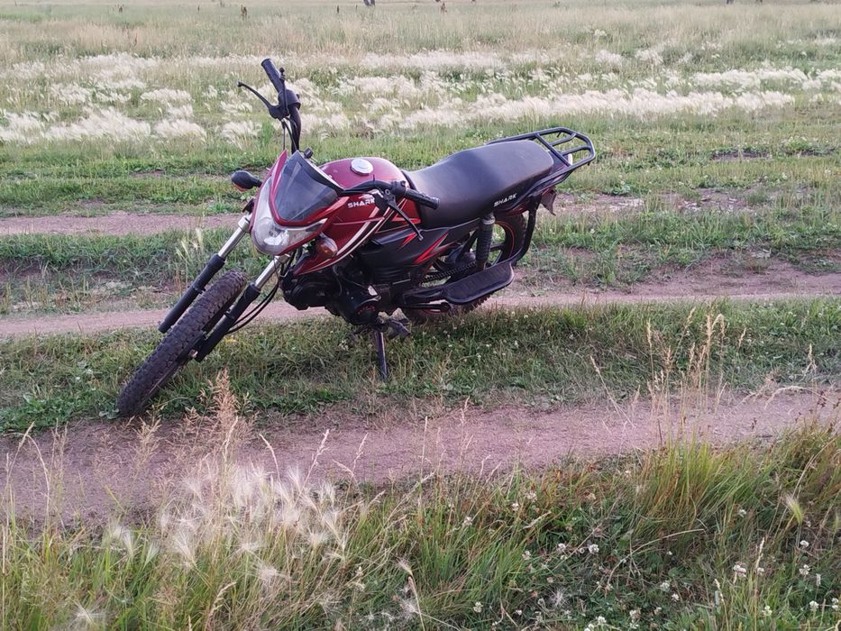 Продам альфу Shark-champ
