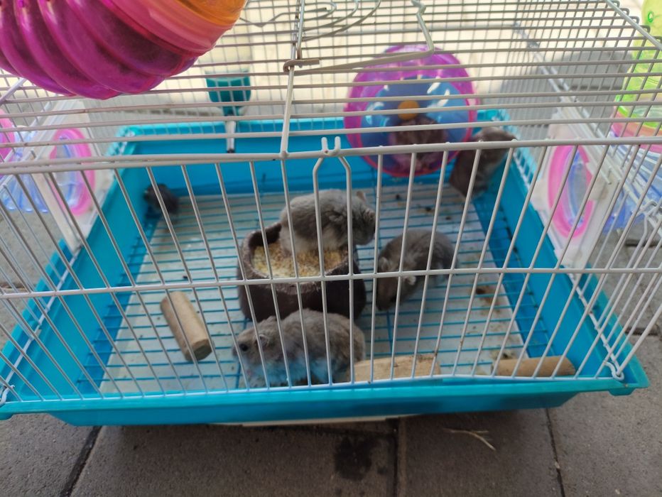 Vând 7 Hamsteri  +1 pui