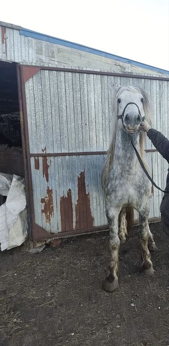 Жеребец полукровный, смесь с першеронном