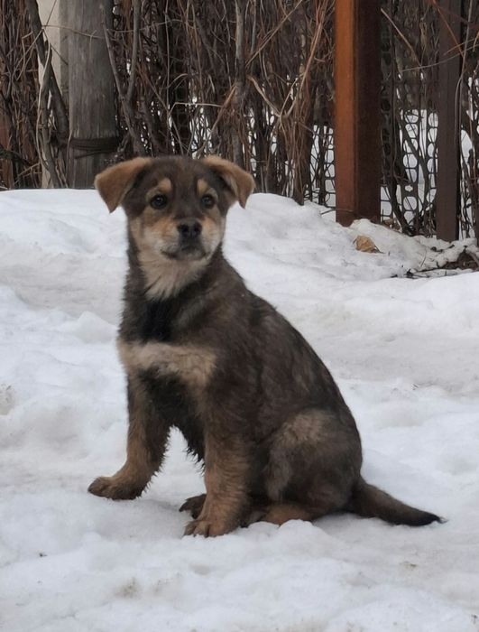 Щенки мальчик и девочка