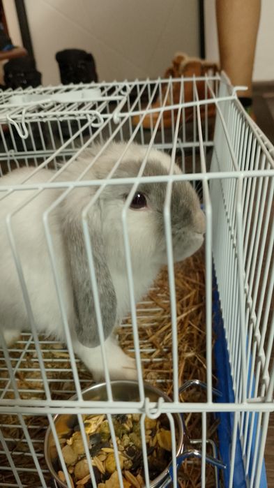 Отдаю декоративного кролика