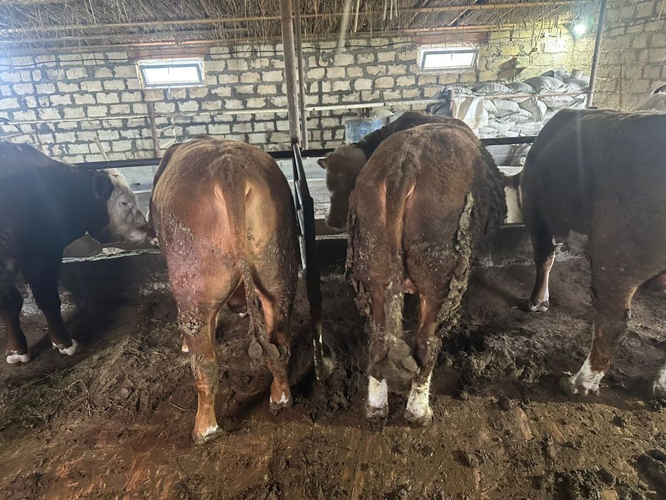 Бұқалар сатылады ақ бас