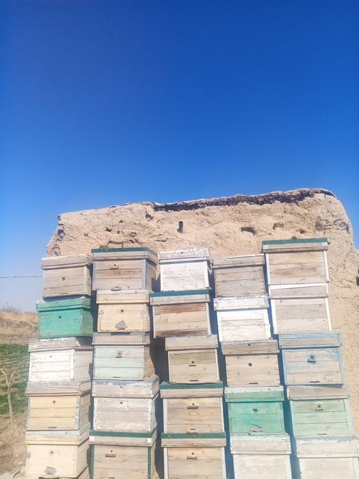 Asal ari yashik sotiladi