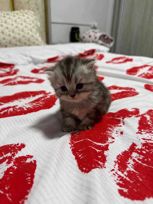 Продам котят шотланской породы