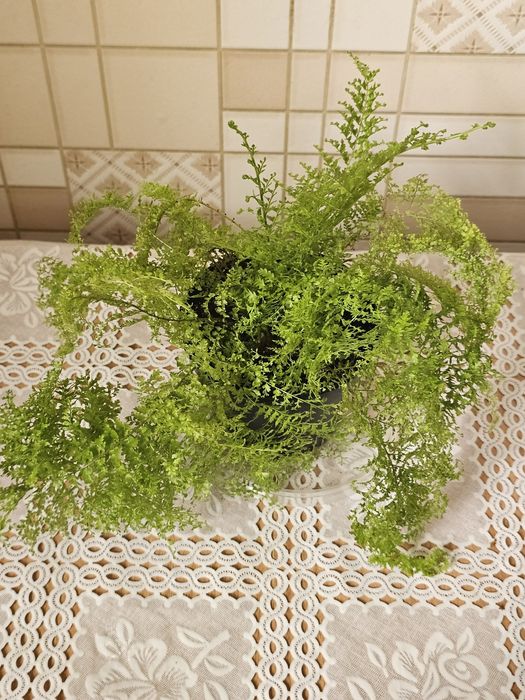 Комнатные цветы.