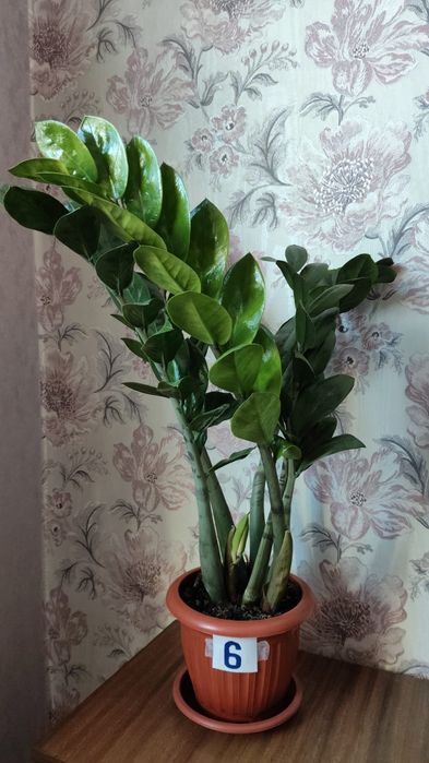 Продам Замиокулькас (долларовое дерево)