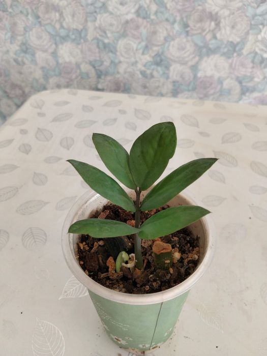 Продам суккуленты