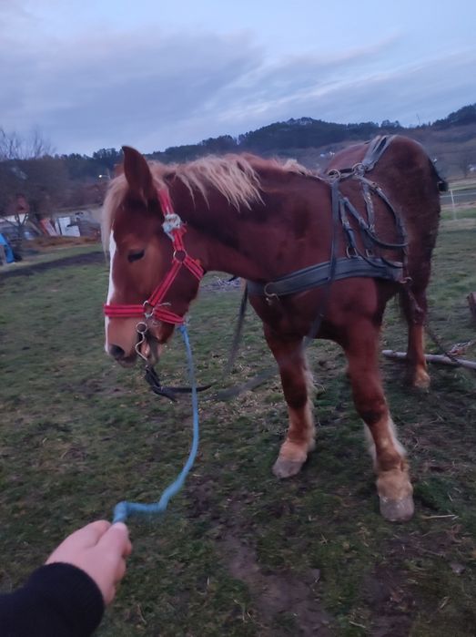vand sau schimb manz castrat de 2 ani in primavara