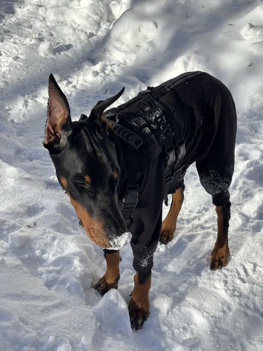 Продам добермана