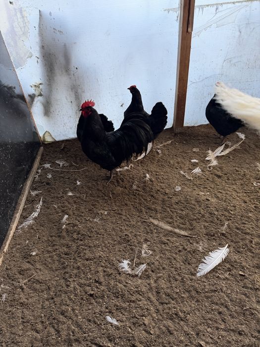 Australorp negru si italiana potarnichie