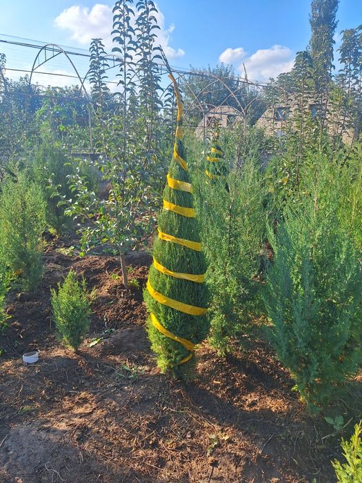 Арчалар хлма хил турдаги.