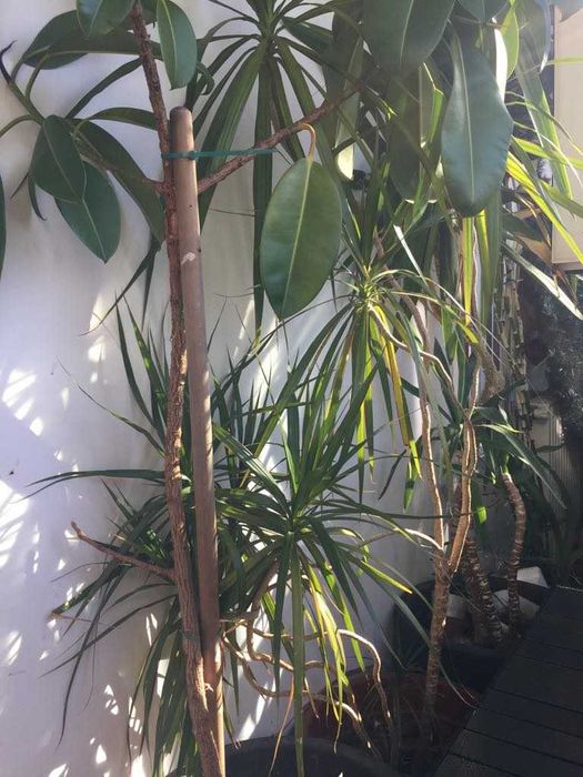 Plante flori ghivece