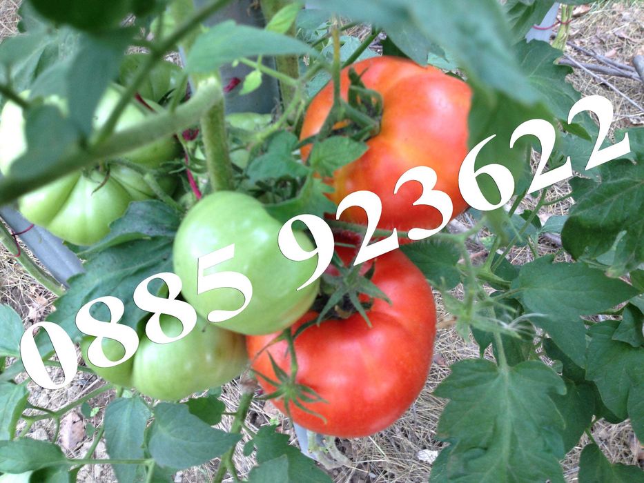 Био Разсад Домат Люти Чушки Чери Домати Тютюн Стари Селски Сортове