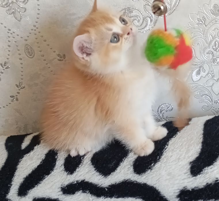 Британские короткошерстные котята