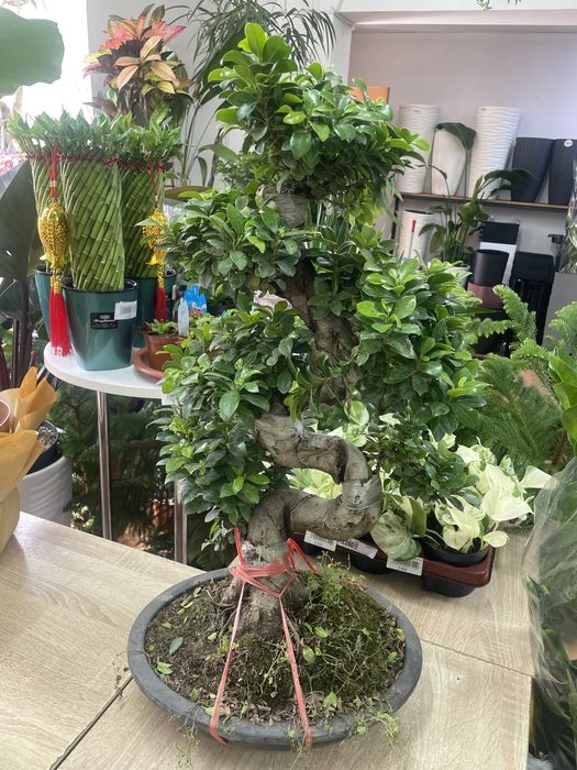 Бонсай Фикус гинг сенг