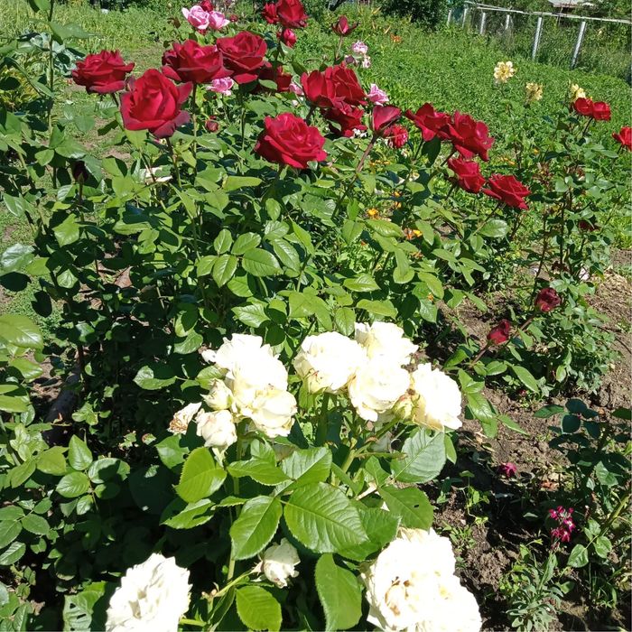 Продам дачу в Асане