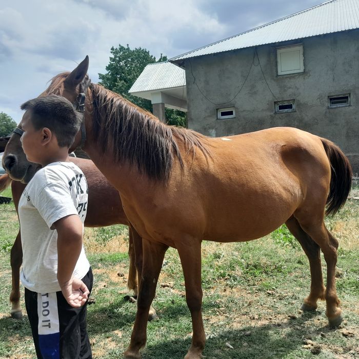 Таза қан данчак бие сатылады