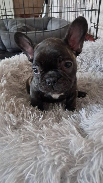 Французский бульдог девочка тигровая