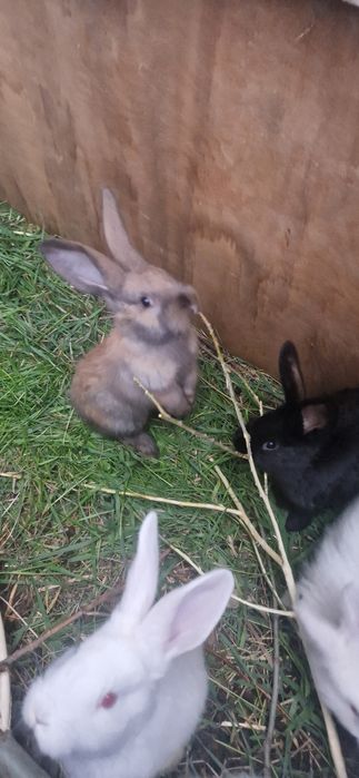 продам кролик шиншиллы