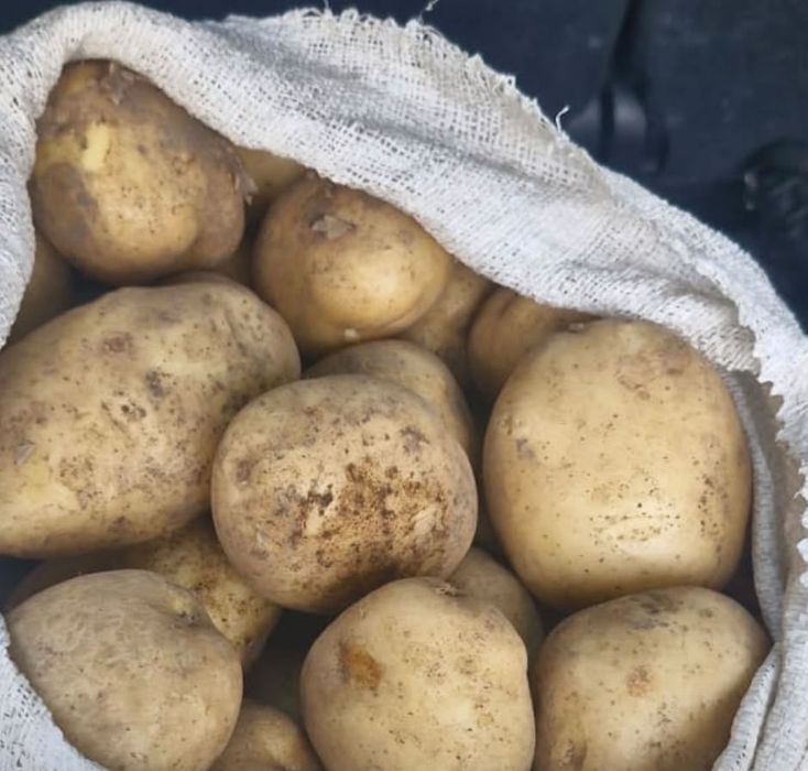 Продам домашних картошку