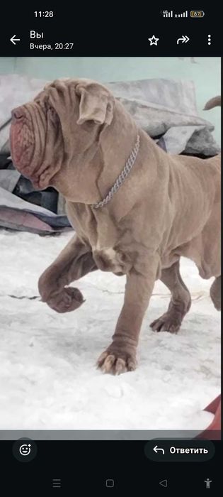 Мастино неаполитано