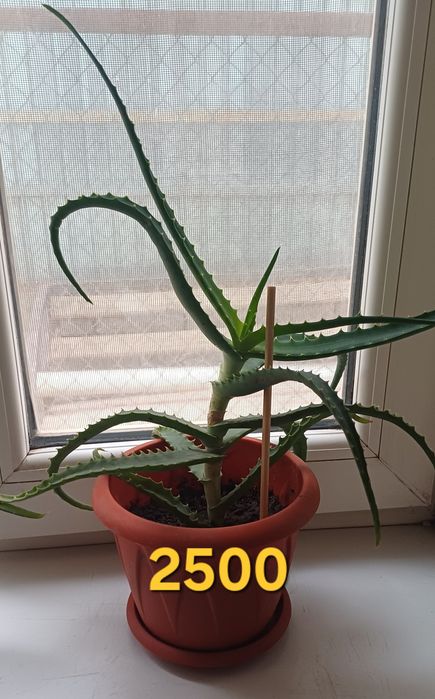 Продается лечебный алоэ