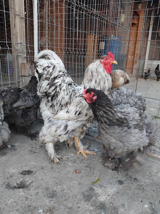Brahma albastru 2024