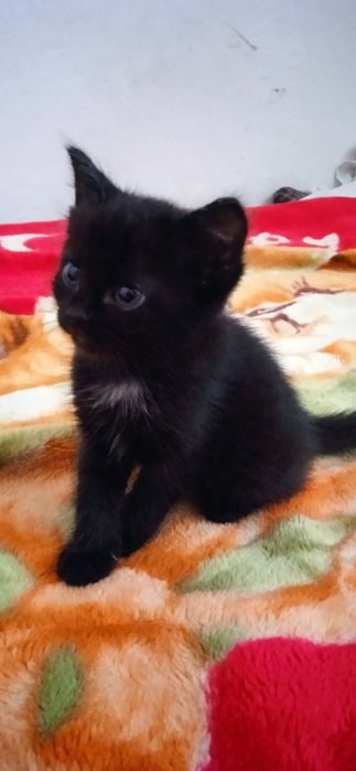 Отдам котенка в добрые руки.