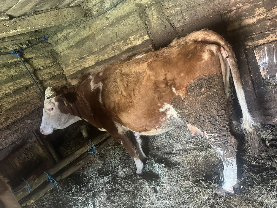 Vand la pachet cele 2 vaci