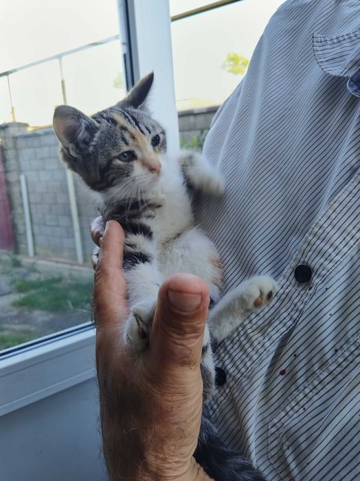 Отдам котят в хорошие руки