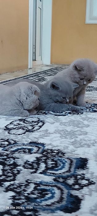 Котята: скоттиш-фолд и скоттиш-страйт