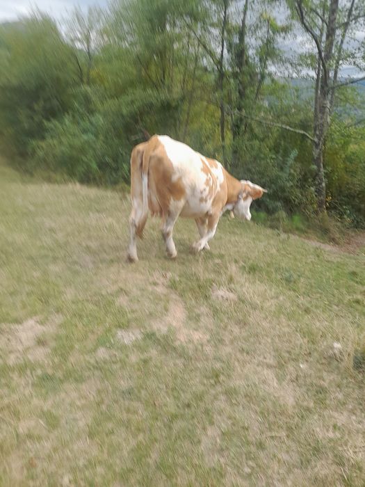 Vand vaca de 6 ani