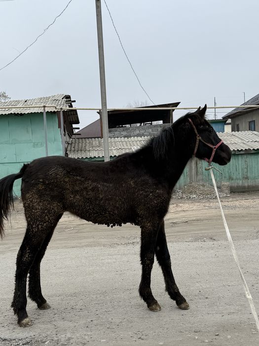 Продам жеребёнка 8 месяцев