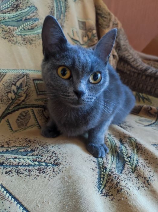 Кошечка молодая породистая