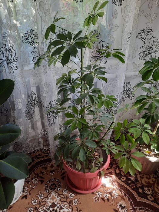 Раскшный Цветок для дома офиса.