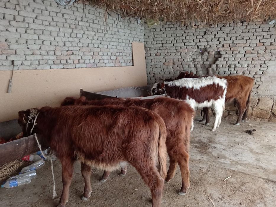 Гуножинлар сотилади