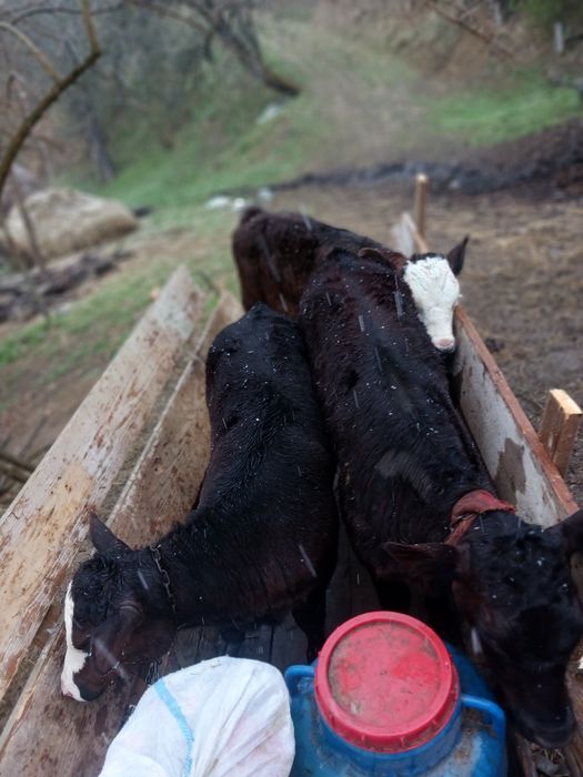 Vând 2 vitele de augus  și 1 vitel stean