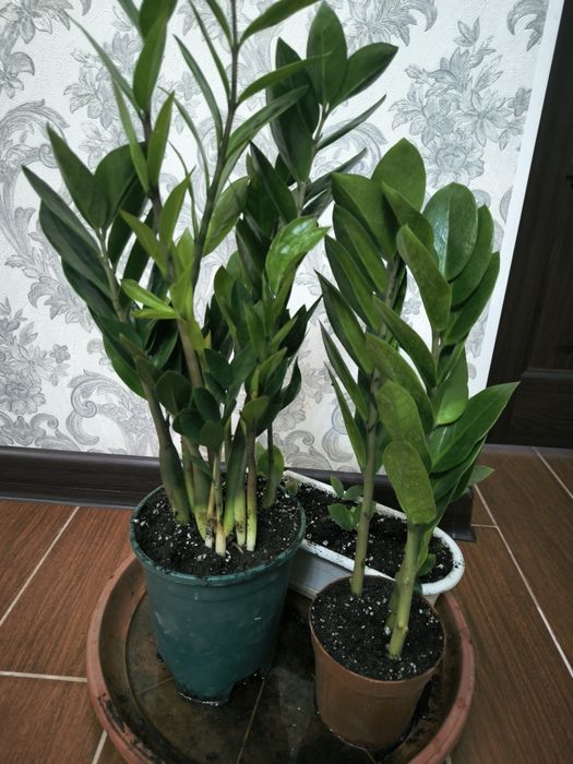 Цветы домашние в горшках