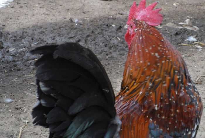 Cocos mii de flori portelan