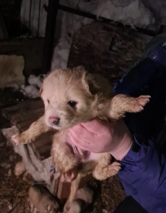 Отдам в хорошие руки