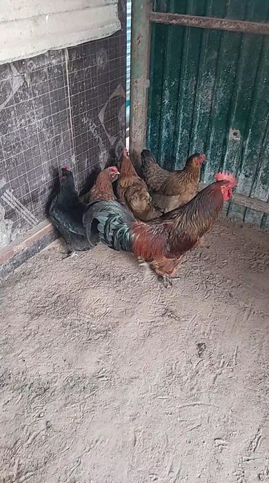 Тауықтар сатылады