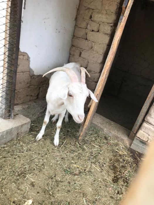 Ачинск қаласындағы жезөкшелер