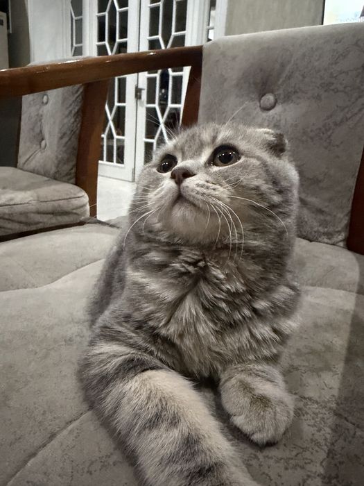 Srochna mushugimmi sotaman. Skottish fold toza paroda