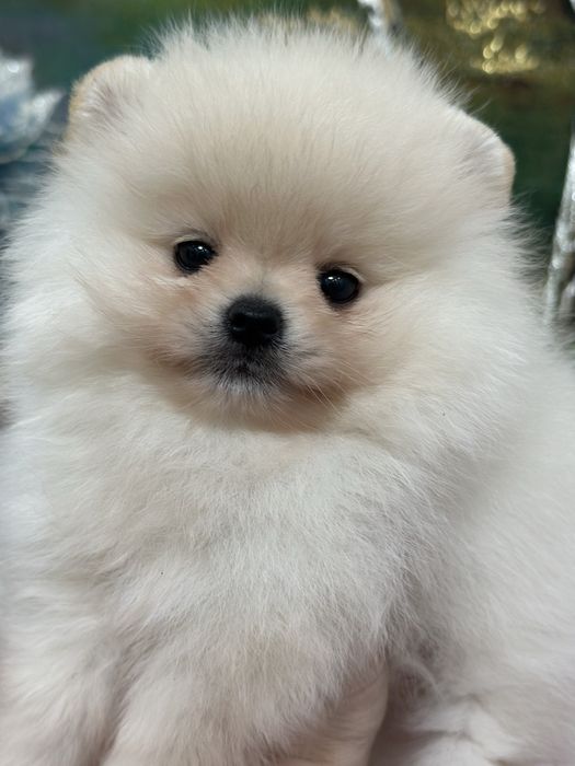 Шикарные малыши шпица