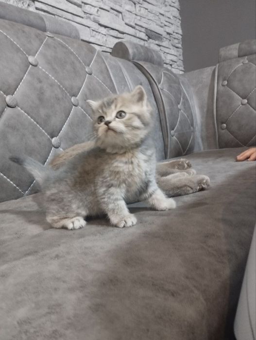 Шотланские  веслаухие котята..