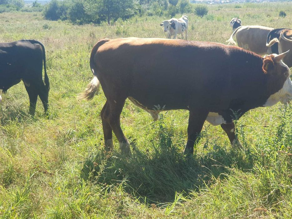 Vitei de rasa Simmental, Baltata Romaneasca si Belgieni de vanzare