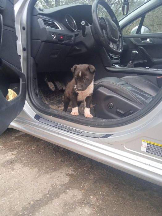 Donez cățelus metis