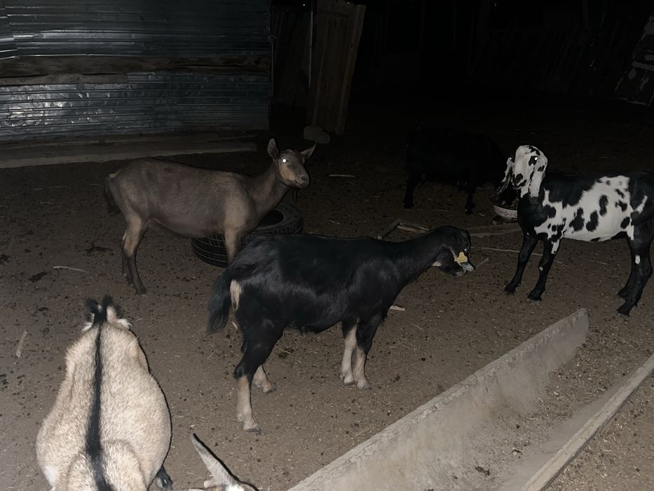 Ешкі сатылады француз альпий