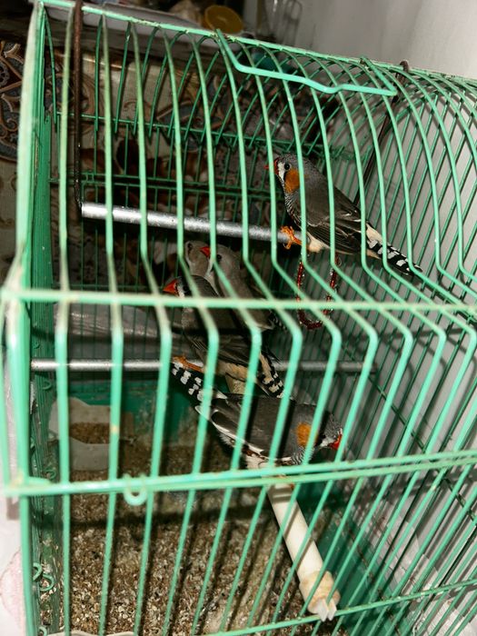 De vânzare,zebre australiene 3 pui și 2 adulți (mascul-femelă)